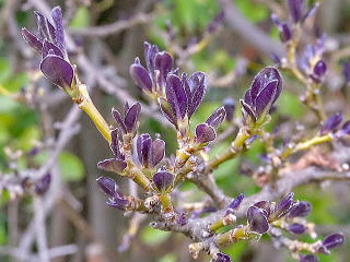 ニオイバンマツリ 新・花と緑の詳しい図鑑
