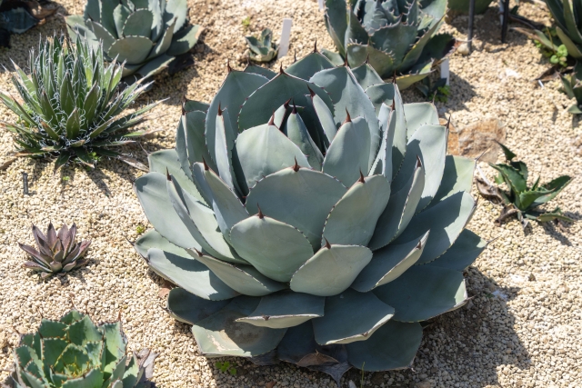 お庭づくり初心者必見！ユッカと柱サボテンで実現するドライガーデンの