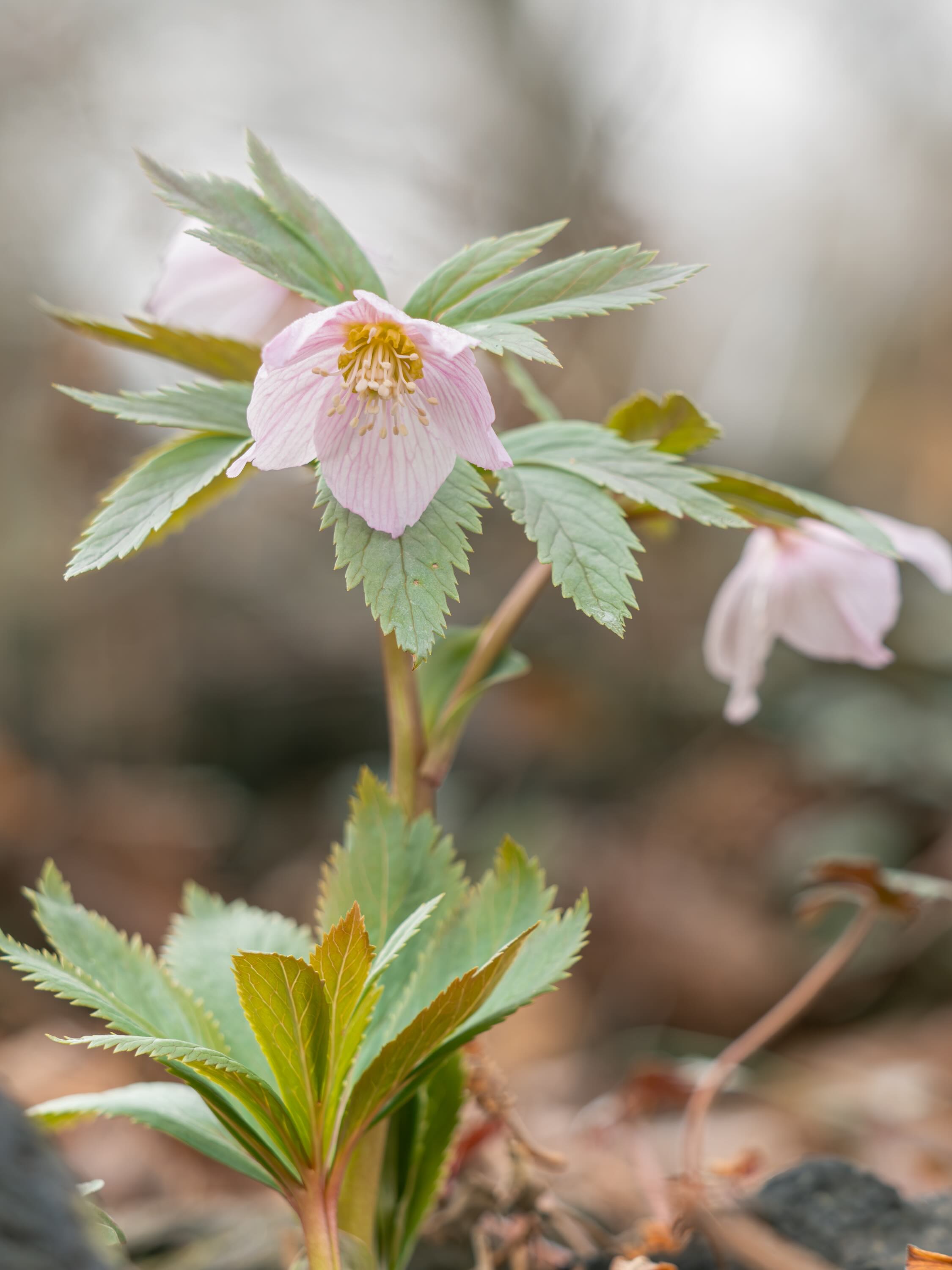 要チェック！】「クリスマスローズの世界展2025」出展者による見どころ
