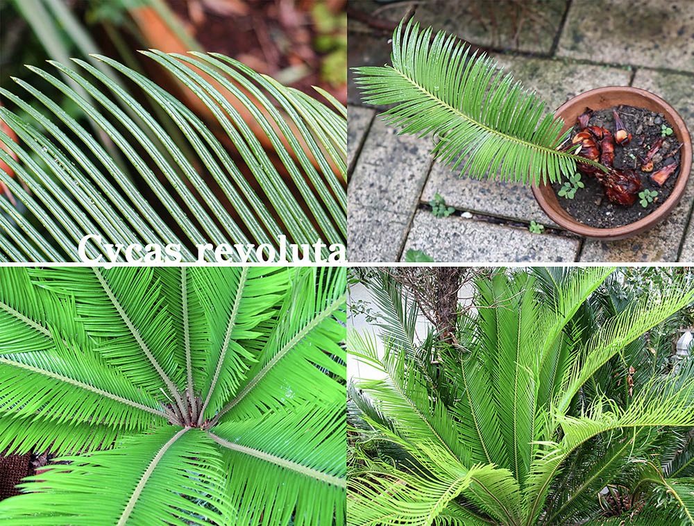 美しくたくましい植物「ソテツ（蘇轍）」《我が人生と共に生きた植物