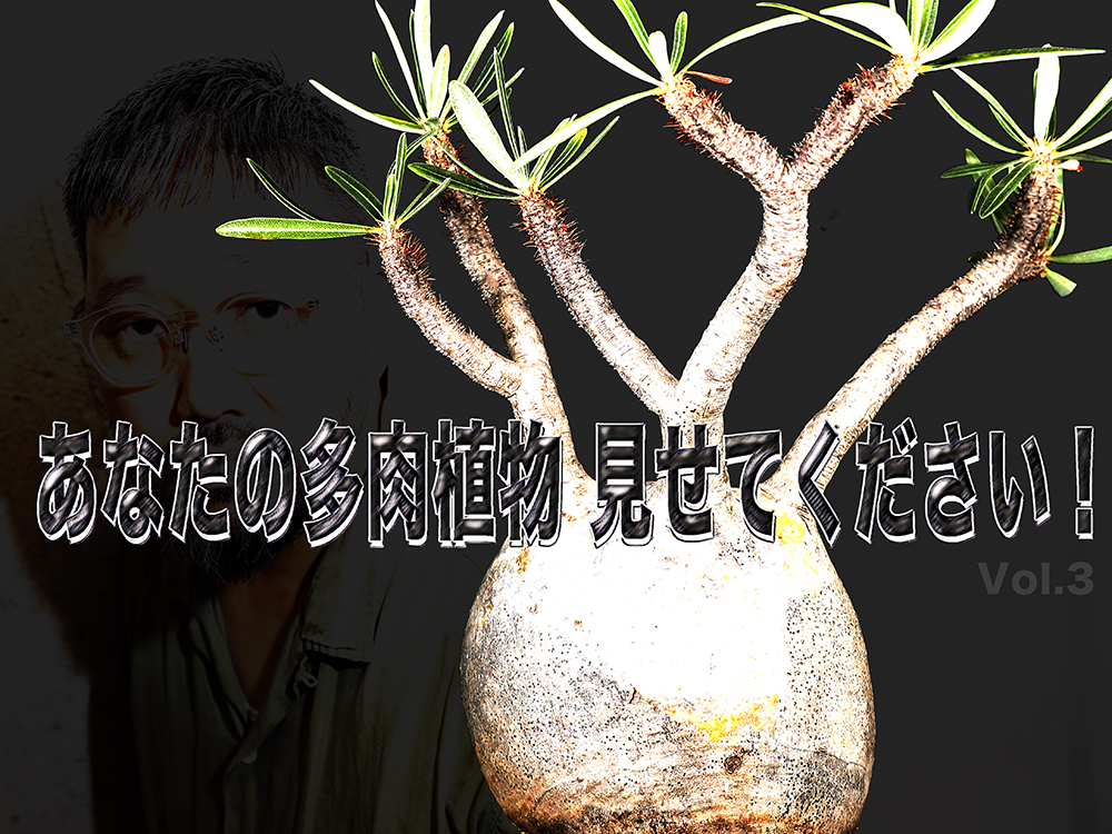 あなたの多肉植物みせてください！ 激レア塊根専門店主がおすすめの