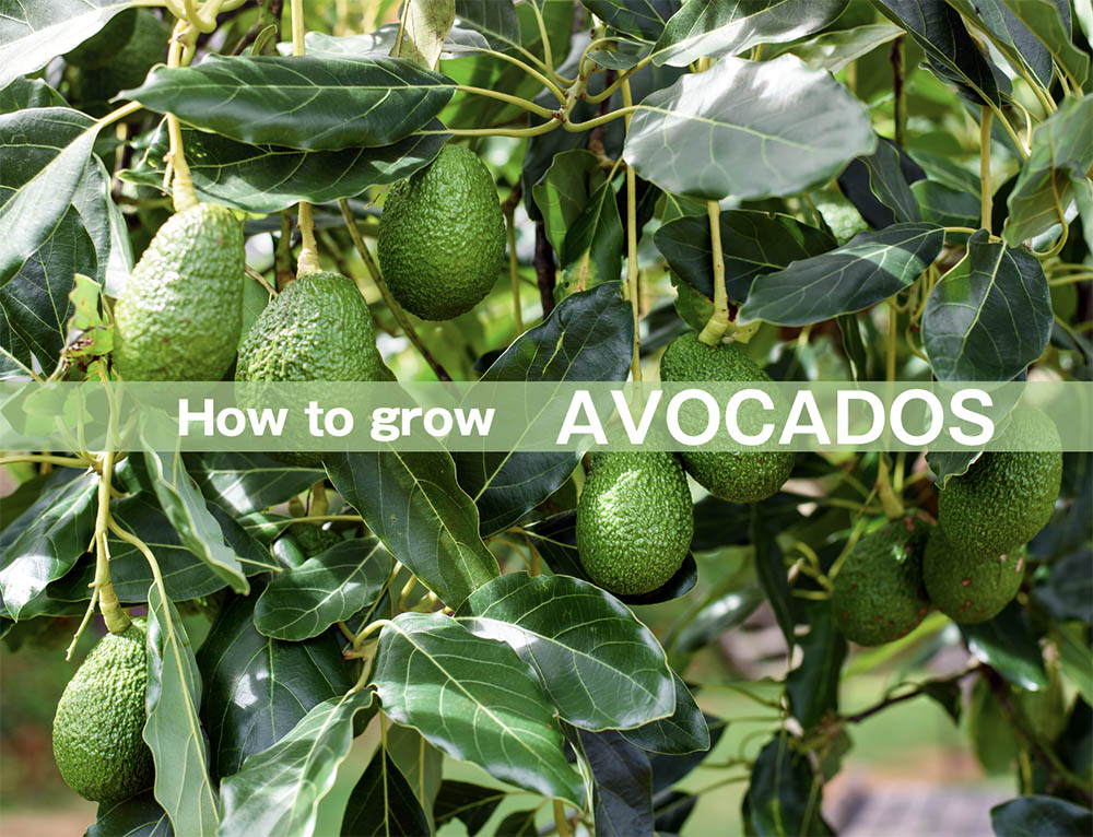 アボカドを自宅で収穫！ 短期収穫の裏技＆実のなる育て方