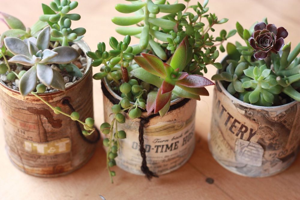 グリーンネックレスの育て方。コツとお手入れ、植え替えや寄せ植えを