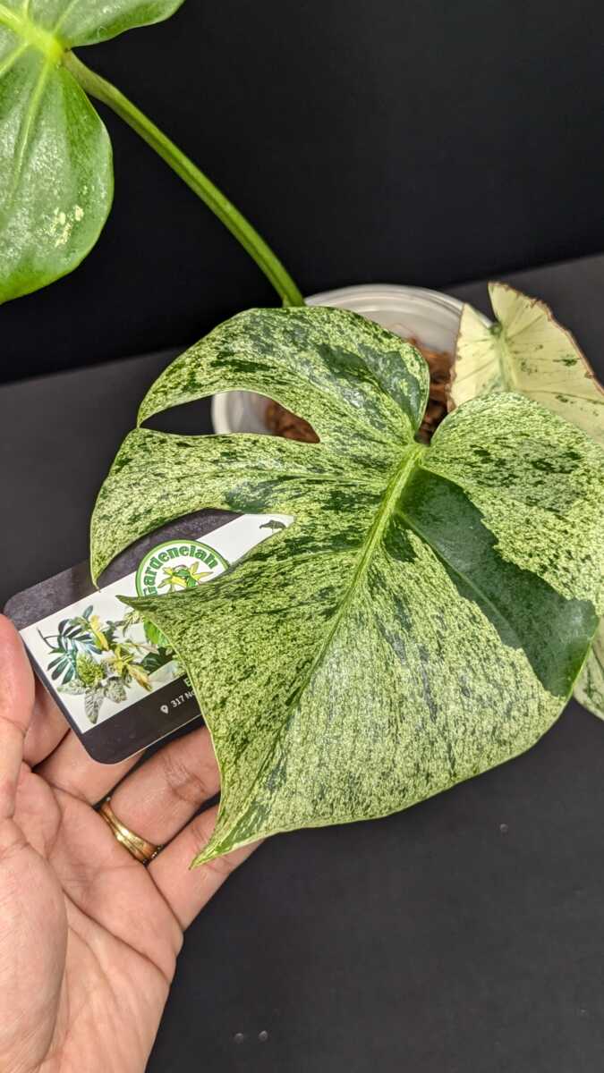 Monstera Deliciousa Sport Variegated-1 - Gardenelah