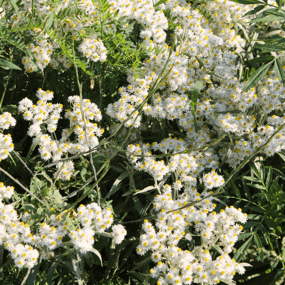 Pearly Everlasting Plant Sets