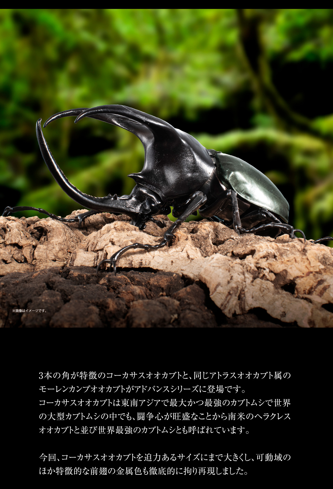 いきもの大図鑑アドバンス コーカサスオオカブト ディスプレイスタンド