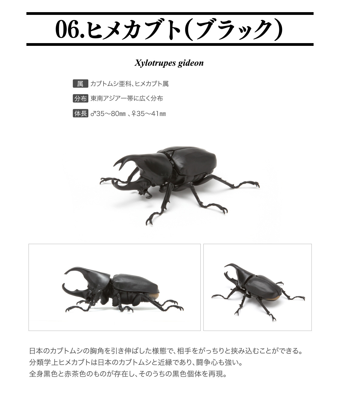 いきもの大図鑑 かぶとむし03｜いきもの大図鑑｜ガシャポン