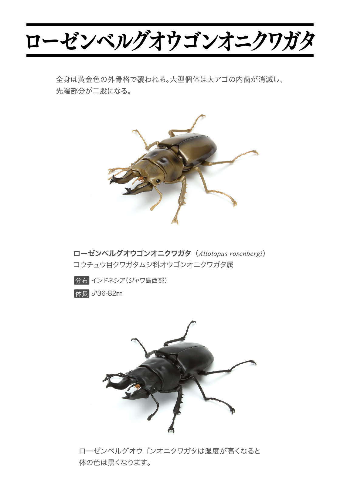 くわがた03｜いきもの大図鑑｜ガシャポンオフィシャルサイト