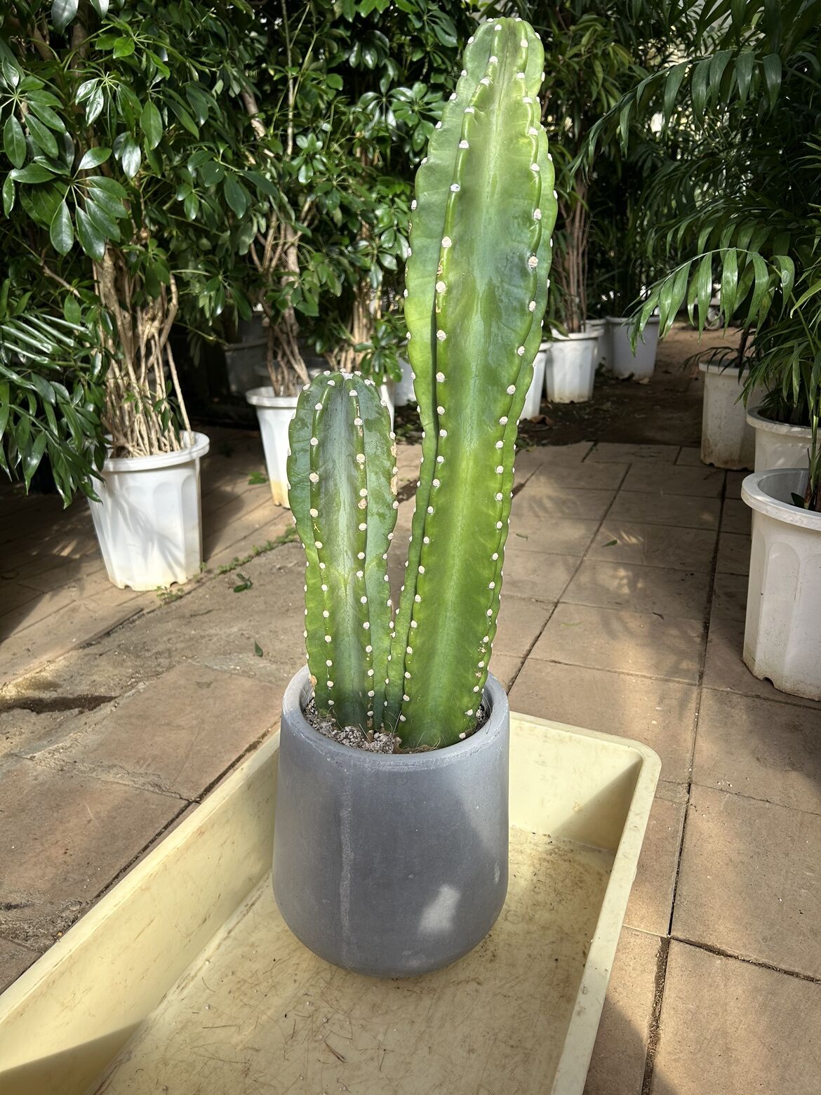 柱サボテンの根の状態をチェック！正しい植え替え方法とは？ | ブログ