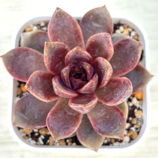 ○多肉植物 エケベリア チョコレートムース 2.5寸苗 C5032 - ハニー