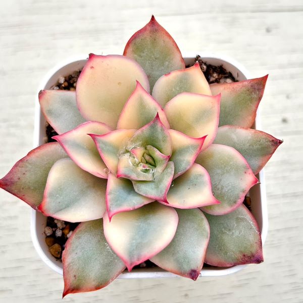 ○多肉植物 エケベリア ムーンゴッデス錦 2.5寸苗 C5143 - ハニー