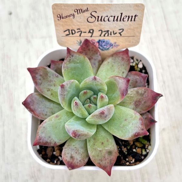 ○多肉植物 エケベリア コロラータフォルマ 2.5寸苗 Y6019 - ハニー