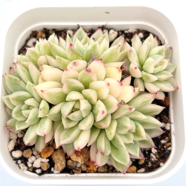 多肉植物 エケベリア メビナ錦 2.5寸苗 J1008 - ハニーミント本店