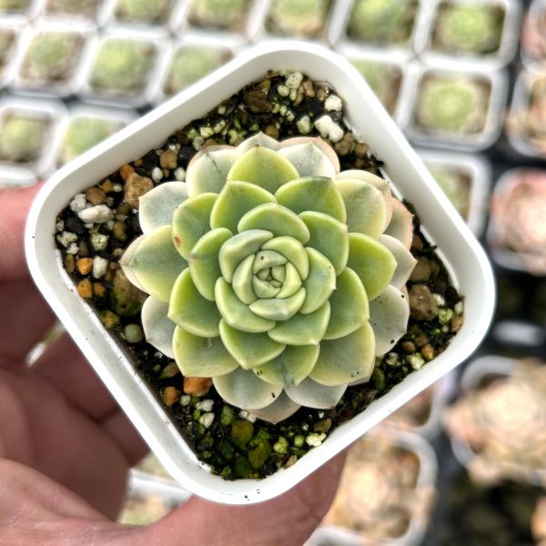 ○多肉植物 エケベリア ピンクドール錦 2.5寸苗 Y6009 - ハニーミント本店