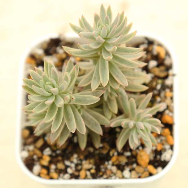 多肉植物 セダム カメレオン錦 2.5寸苗 J7025 - ハニーミント本店