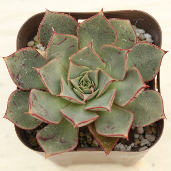 ○多肉植物 エケベリア ロンギシマ 2.5寸苗 C4118 - ハニーミント本店