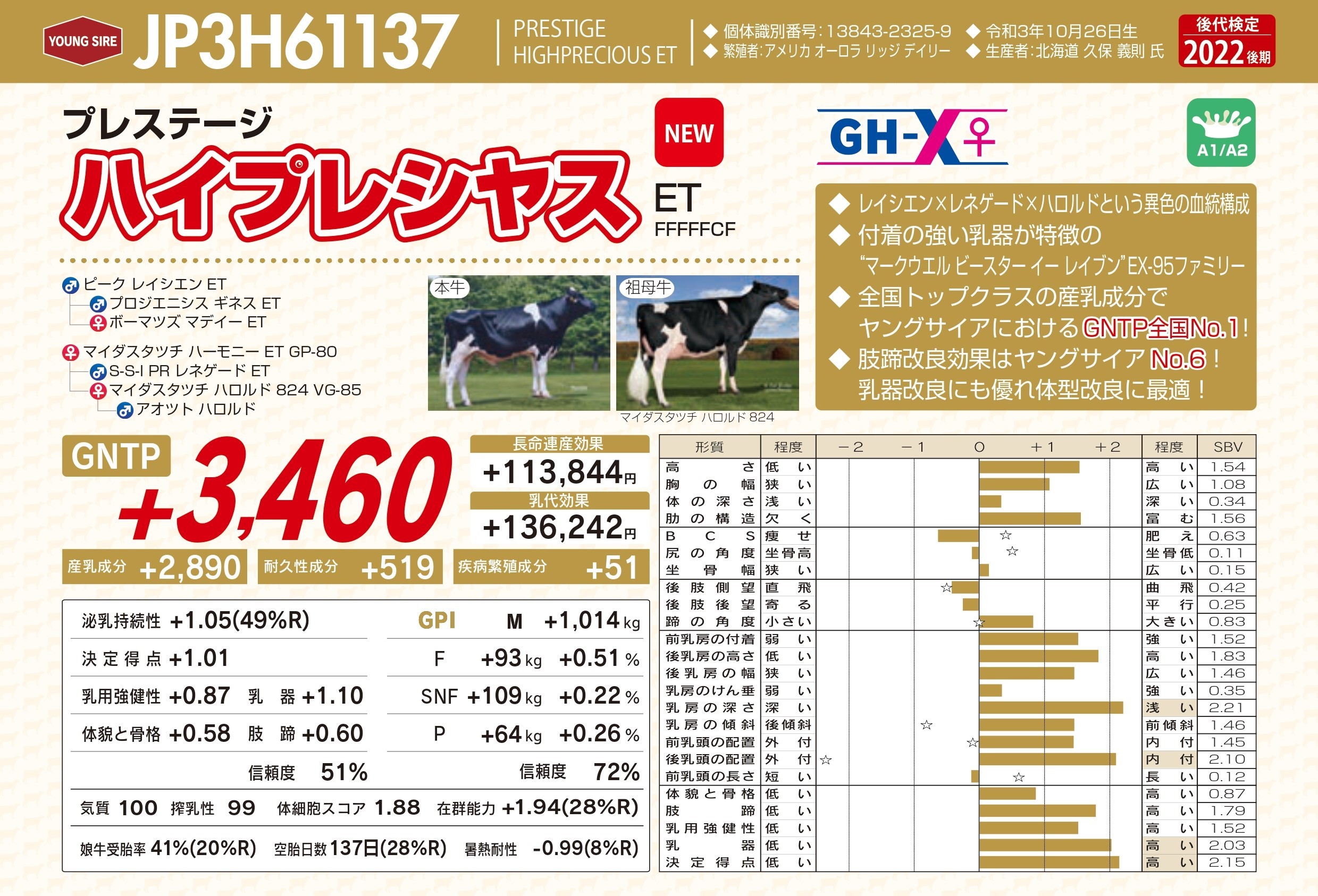 2023年8月 新規ヤングサイア紹介 | GH-CONTENT