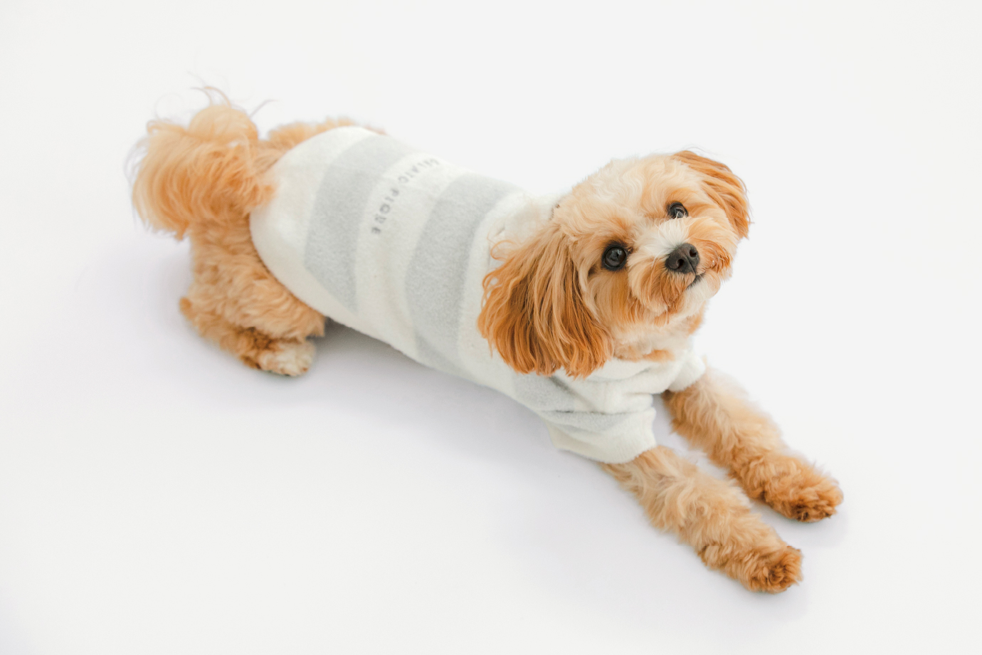 GELATO PIQUE CAT＆DOG DEBUT COLLECTION │ gelato pique (ジェラート