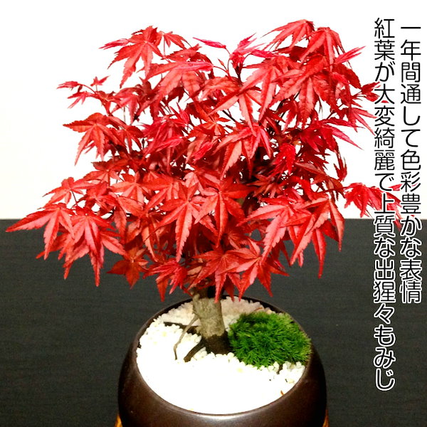 Qoo10] 盆栽 もみじ ミニ盆栽 出猩々もみじ 鉢