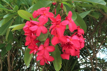 GKZ植物事典・團伊玖磨植物事典・プルメリア