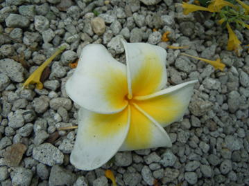 GKZ植物事典・團伊玖磨植物事典・プルメリア