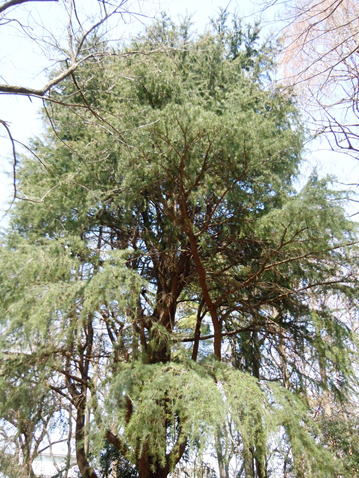 GKZ植物事典・レバノンスギ