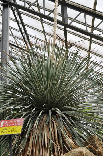 GKZ植物事典・ダシリリオン・ウィーレリ