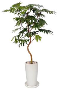 観葉植物 エバーフレッシュ 8号鉢（陶器）｜法人ギフトなら花秘書