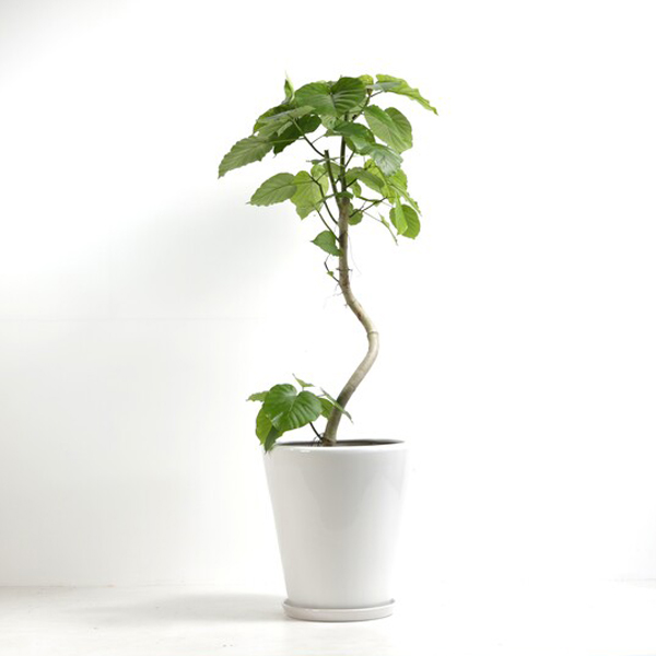 観葉植物 フィカス・ウンベラータ 10号鉢（陶器）｜法人ギフトなら花秘書