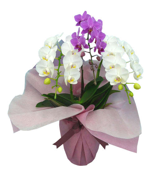 胡蝶蘭(省スペース型) 紅白Triplets｜お祝いの胡蝶蘭なら花秘書