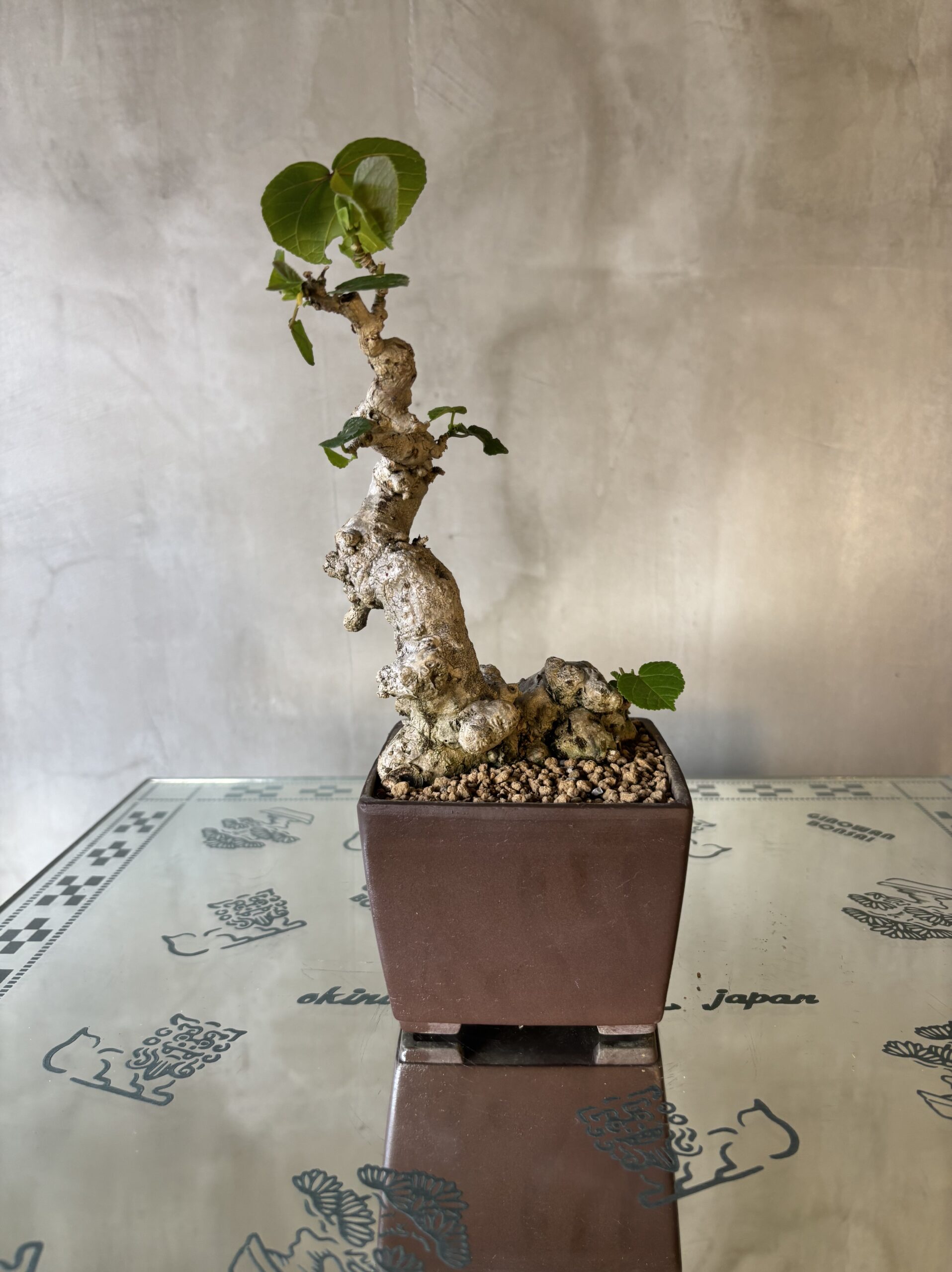 オオハマボウ（ユウナ） - Ginowan Bonsai