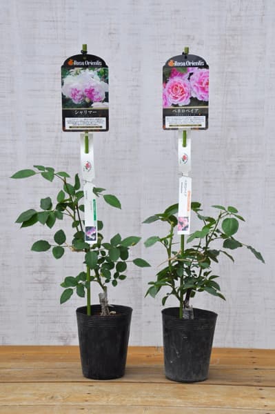 バラの家 公式本店 ロサオリエンティス【バラ苗 専門店】 【新苗を育て