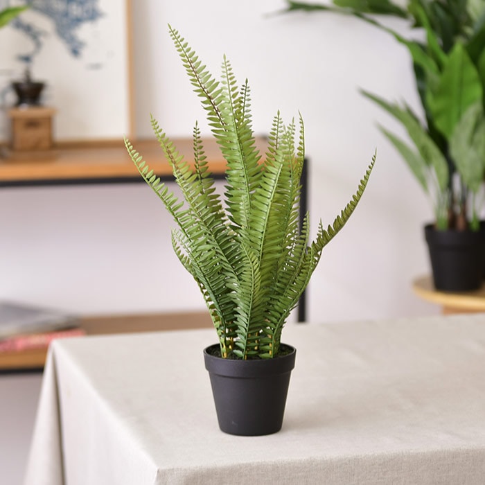 Brown. ブラウン フェイクグリーン ボストンファーン ポット 56 | 商品