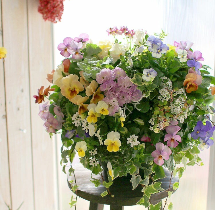 豪華 ビオラ ハンギングバスケット 寄せ植え [春色パステル]Mサイズ