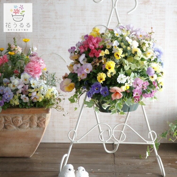 豪華 ビオラ ハンギングバスケット 寄せ植え [春色パステル]Mサイズ
