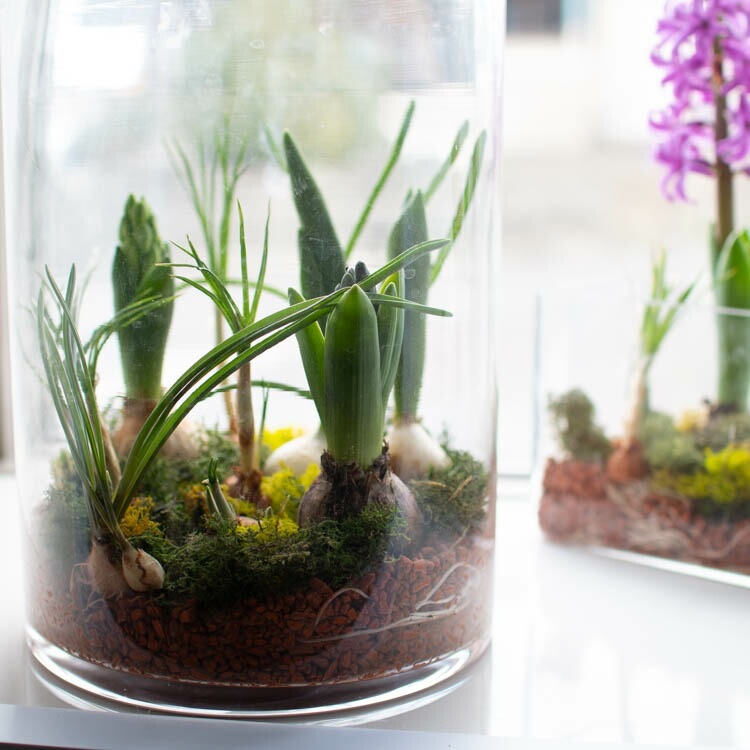 水耕栽培キット 芽出し球根おまかせmix ガラス付き「ラウンド グラス L