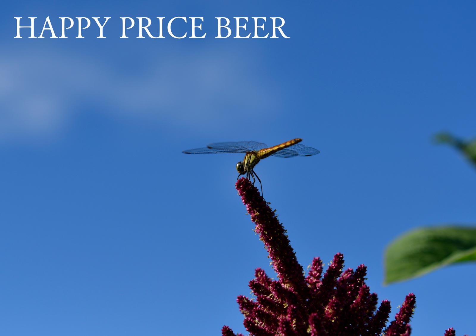 HAPPY PRICE | 暁ブルワリー Akatsuki Brewery Japan | 日本初有機JAS