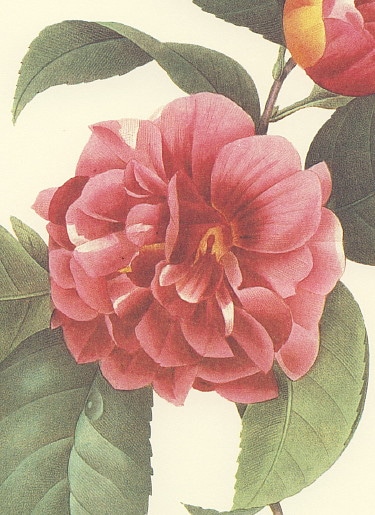 カメリア（ツバキ、椿）の絵を販売 ルドゥーテのカメリア赤 額絵の店