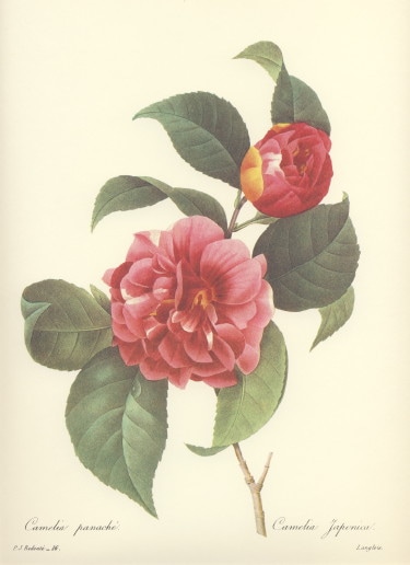 カメリア（ツバキ、椿）の絵を販売 ルドゥーテのカメリア赤 額絵の店