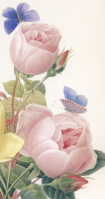 ルドゥーテ「ローズブーケと蝶」大