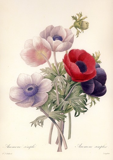 ルドゥーテ007「アネモネ」