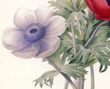 ルドゥーテ007「アネモネ」