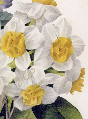 カメリア（ツバキ、椿）の絵を販売 ルドゥーテのカメリアブーケ 額絵の