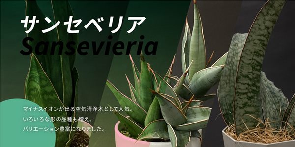 観葉・多肉,サンセベリアの購入なら赤塚植物園オンライン 花の音｜花苗