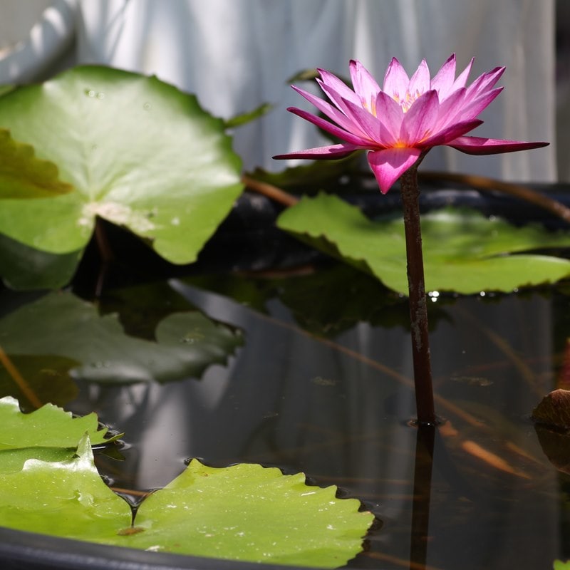 草花,熱帯スイレン・温帯スイレンの購入なら赤塚植物園オンライン 花の
