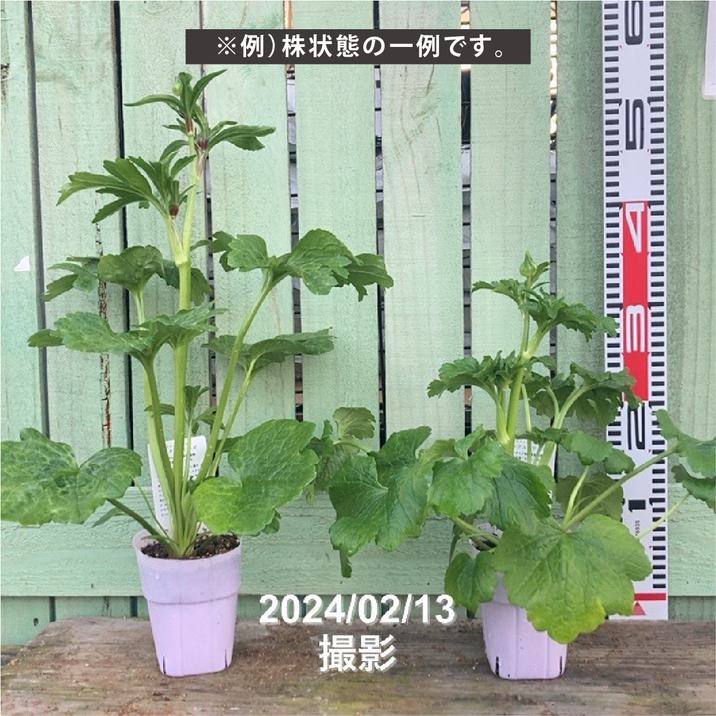 ラナンキュラス ラックスシリーズ 3.5～4号 ハデス｜草花04-PA | 草花