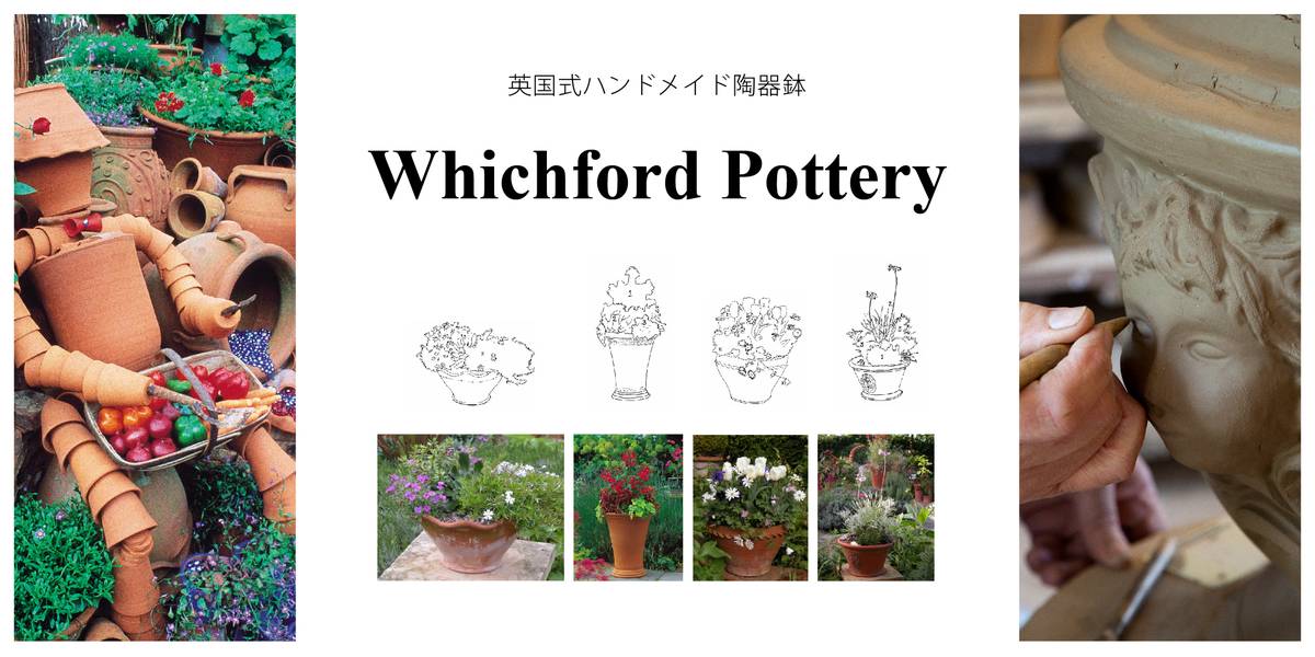 現品お届け】豊明園 万年青 オモト 大八州 陶器鉢（O14）｜観葉10-TU