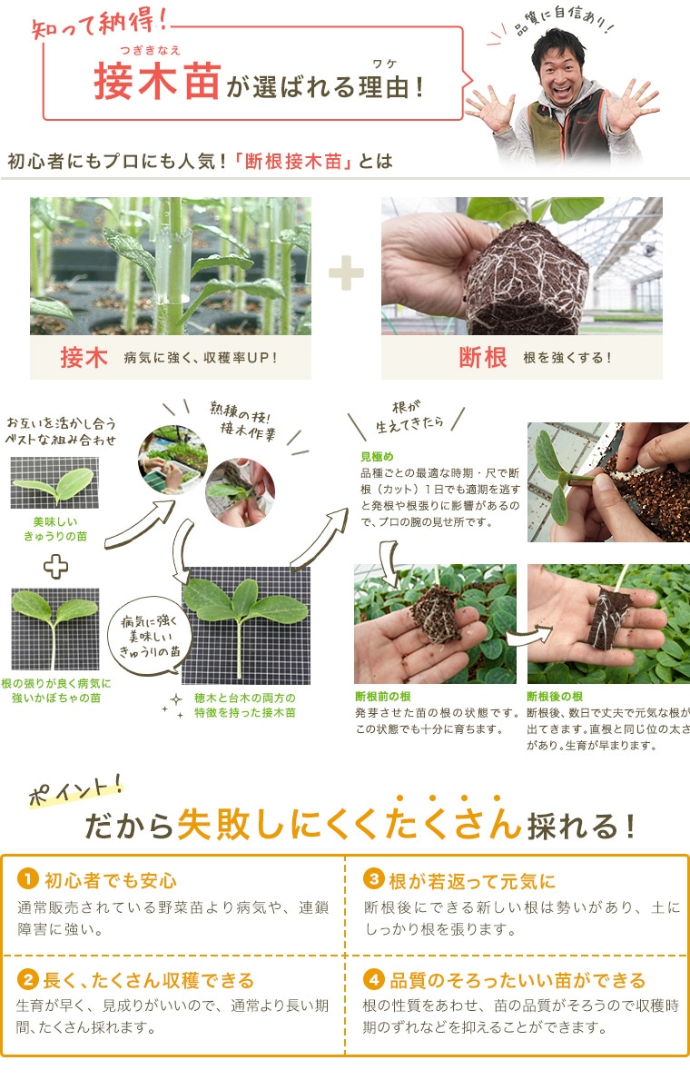 てしまの苗】 大玉トマト苗 りんか409 断根接木苗 9cmポット 野菜苗