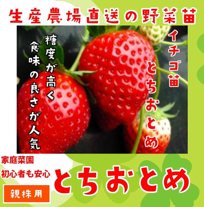 親株用イチゴ苗】 とちおとめ 9cmポット 野菜苗 培土 種 堆肥 【人気