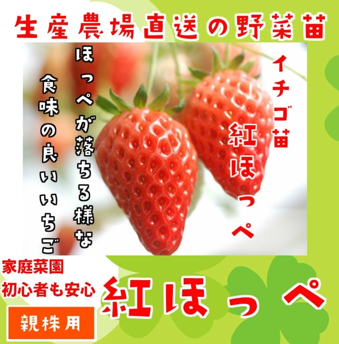 親株用イチゴ苗】 紅ほっぺ 9cmポット 野菜苗 培土 種 堆肥 【人気